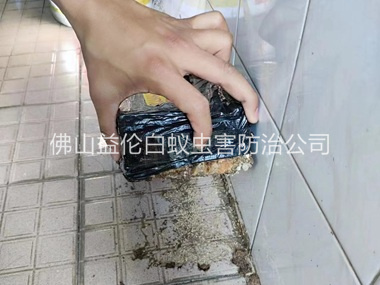 獅山誘殺白蟻危害工程